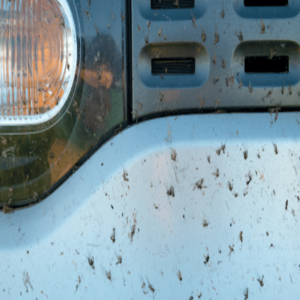 PAP Bug Removal – Insektenentfernung ab CHF 100